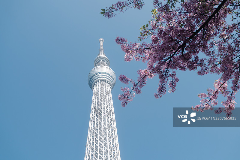 俯瞰日本东京盛开的粉色樱花树下的壮丽东京晴空塔，蓝天映衬。图片素材