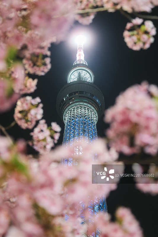 在春夜，粉色樱花后面矗立着高耸壮观的东京晴空塔，散发出美丽而生动的灯光，位于日本东京。图片素材