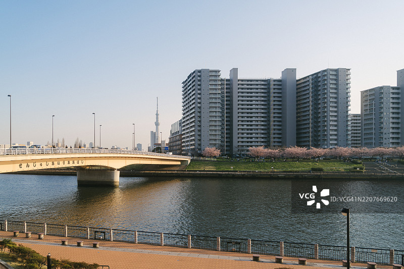 在春天的东京，隅田川沿岸的樱花盛开，形成一片粉色的海洋。在潮见公园，这座城市最受欢迎的樱花观赏地之一，标志性的东京晴空塔在远处耸立。图片素材