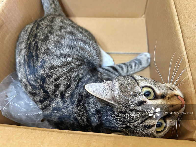纸箱里的猫图片素材
