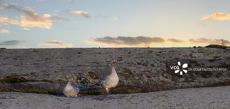 两只鹅找到了一个完美的筑巢地点，位于一个高高的岛屿上。图片素材
