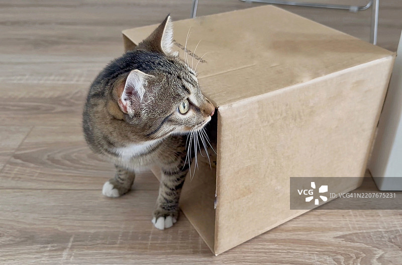 包裹箱里的猫图片素材