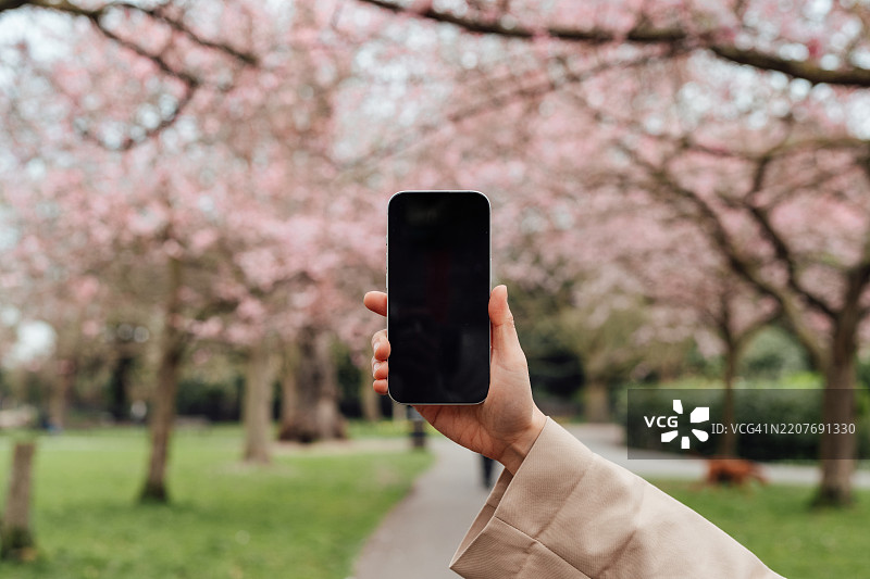 女性手持空白屏幕的智能手机，背景是樱花树的个人视角图片素材