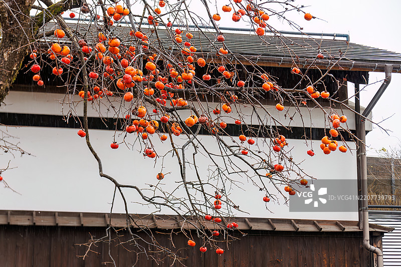 美丽的柿子树。白色墙壁的仓库。图片素材