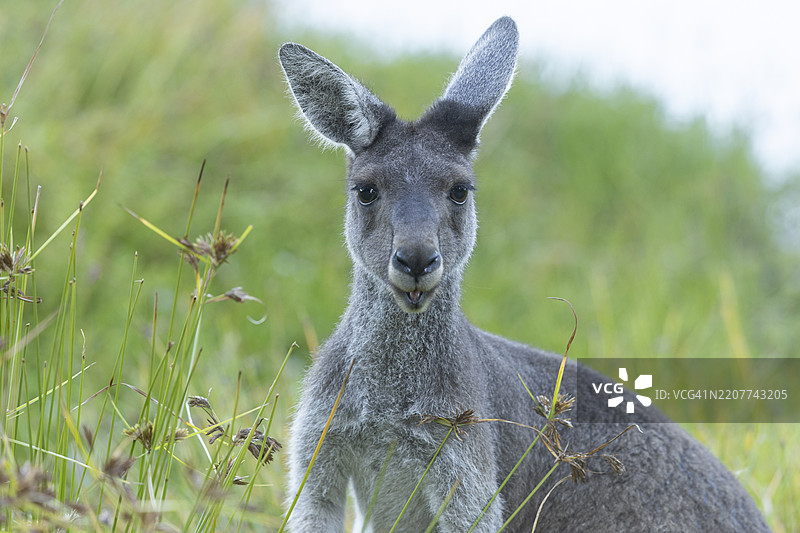 袋鼠图片素材