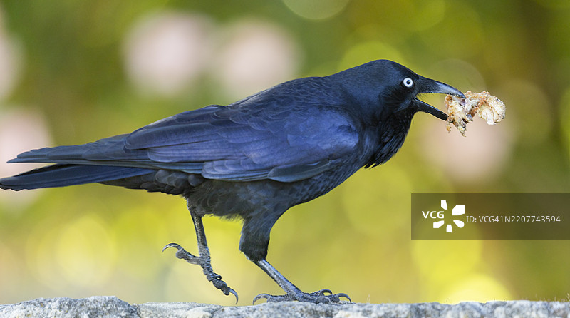 澳大利亚乌鸦图片素材