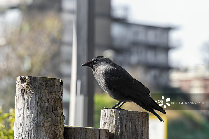 黑色乌鸦坐在木杆上图片素材
