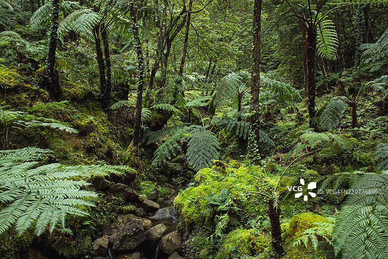 郁郁葱葱的热带森林与河流，圣米格尔岛的卡尔德拉环境解读中心，亚速尔群岛图片素材