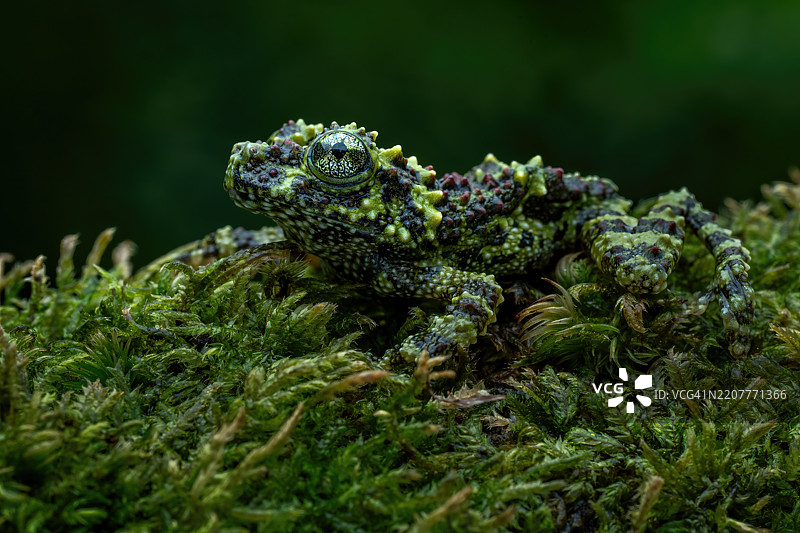 越南苔藓蛙图片素材