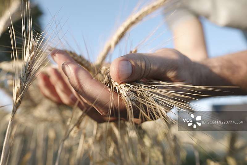 男人的手握着麦穗图片素材