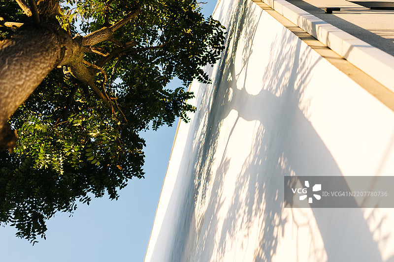 树冠及其在建筑白墙上的阴影，从下方视角观察图片素材