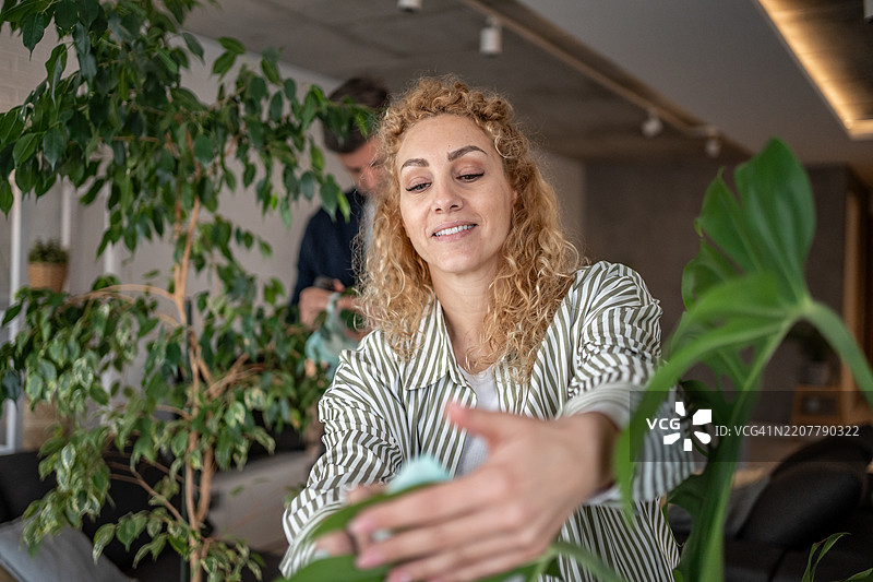 女人用超细纤维布清洁室内植物的叶子图片素材