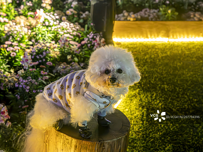 花园里的小狗 2025 装置图片素材