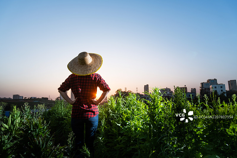 女性农民在田地里的背影图片素材