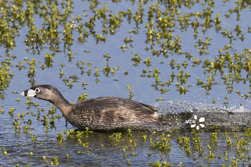 斑嘴潜鸟在水面上奔跑，溅起水花图片素材