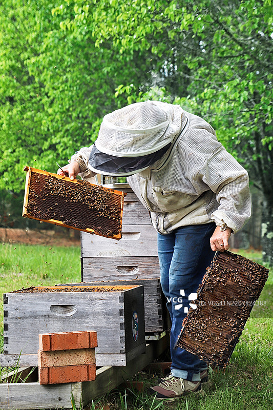 蜜蜂养殖者照料蜂箱图片素材