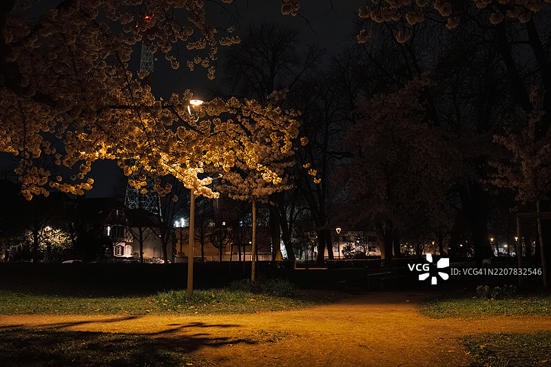 夜间樱花照片图片素材