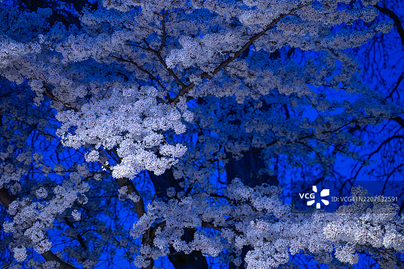 夜间樱花照片图片素材