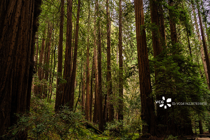 穆尔森林中的红杉树图片素材