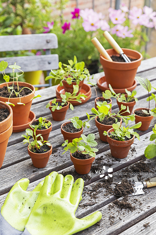 阳台桌上的盆栽蔬菜和水果植物与园艺工具图片素材