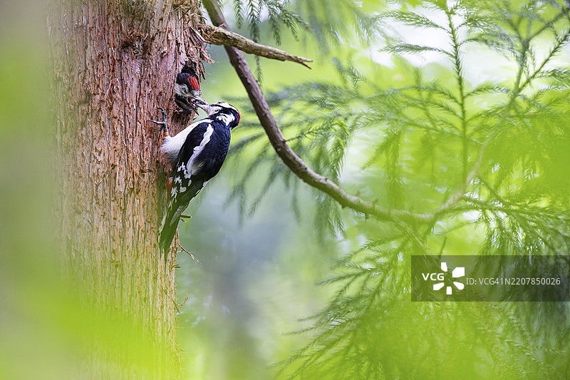 大斑啄木鸟（Dendrocopos major），成年雄鸟在繁殖巢穴的入口洞中喂养即将离巢的幼鸟，德国黑森州巴德洪堡。图片素材