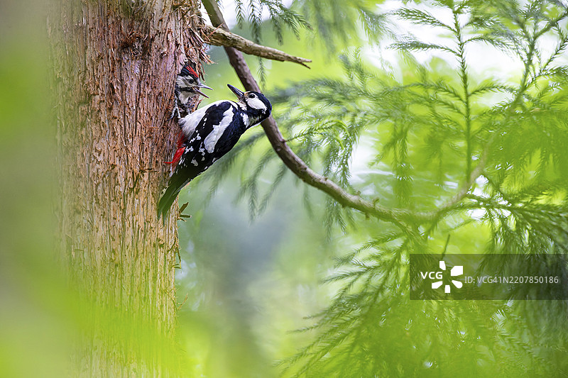 大斑啄木鸟（Dendrocopos major），几乎要离巢的幼鸟在巢穴中乞求食物，雌性成鸟坐在树干前面，德国黑森州巴德洪堡。图片素材
