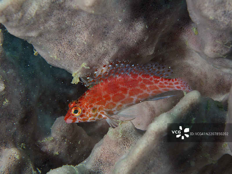 明亮的红色鱼，珊瑚鹰鱼（Cirrhitichthys oxycephalus）栖息在海绵上，潜水地点双礁，佩尼亚潘甘，巴厘岛，印度尼西亚，亚洲图片素材