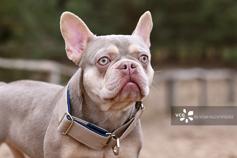 新色伊莎贝拉橙色的法斗，配有宽大的狗拉绳止动项圈图片素材
