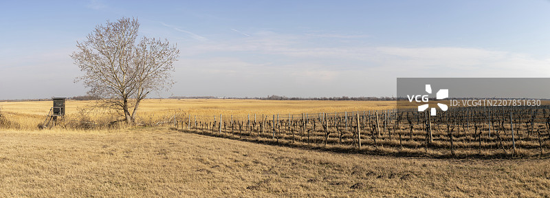 春季的葡萄种植区，全景视图，塞温基尔国家公园，靠近伊尔米茨，布尔根兰，奥地利，欧洲图片素材