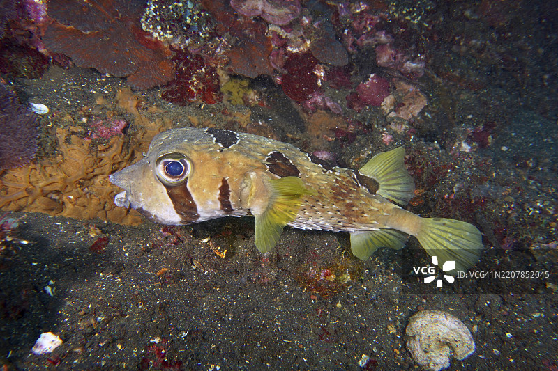 一只球形鱼，面具刺豚鱼（Diodon liturosus），躺在沙质海床上，周围环绕着珊瑚，潜水地点为美国自由号（USAT Liberty），位于印度尼西亚巴厘岛图兰本，亚洲。图片素材