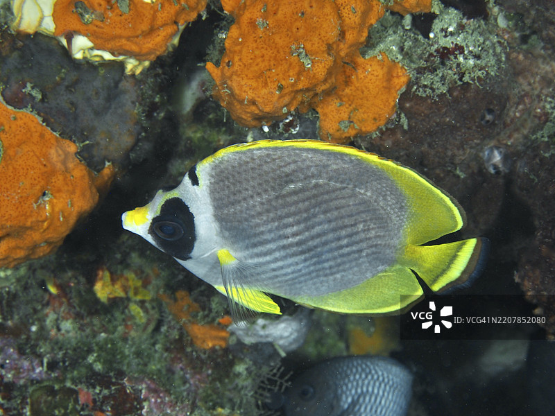 一只熊猫蝶鱼（Chaetodon adiergastos）在明亮的橙色海绵之间游动，潜水地点为香料礁，位于印度尼西亚巴厘岛的Penyapangan。图片素材