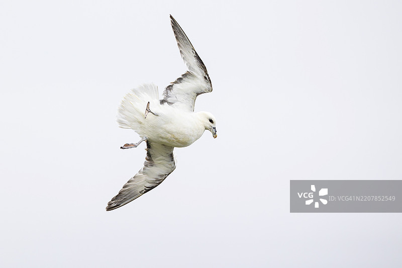 北极信天翁（Fulmarus glacialis）在苏格兰奥克尼群岛进行特技飞行图片素材