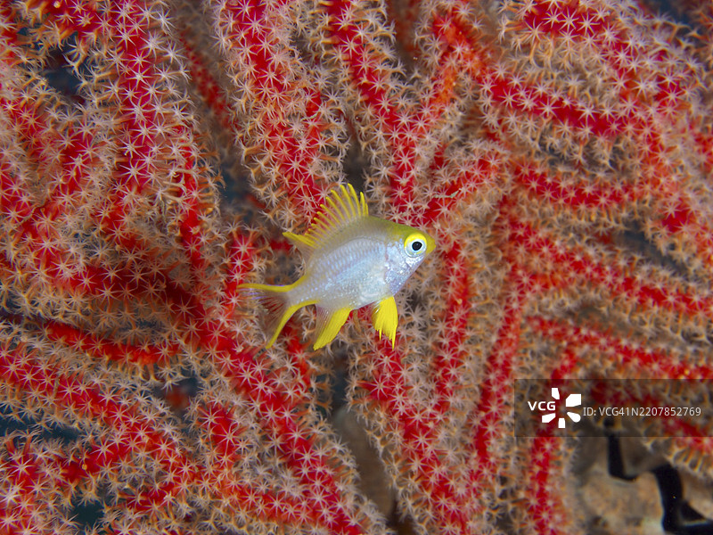 一条小黄鱼,金色小雀鲷(Amblyglyphidodon aureus)幼鱼,在红色珊瑚中游动,生机勃勃的水下环境,潜水地点甜蜜礁,佩尼亚潘,巴厘岛,印度尼西亚,亚洲图片素材