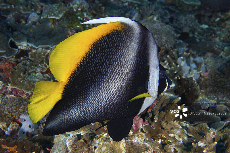 一条色彩斑斓、带有黄黑花纹的马来角旗鱼（Heniochus singularius），在印度尼西亚巴厘岛努萨佩尼达努萨切宁安的潜水点托亚帕克珊瑚礁上游泳。图片素材