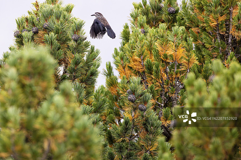 坚果啄木鸟（Nucifraga caryocatactes）在瑞士松树的树枝上跳跃，阿莱奇森林，瓦莱州，瑞士，欧洲图片素材