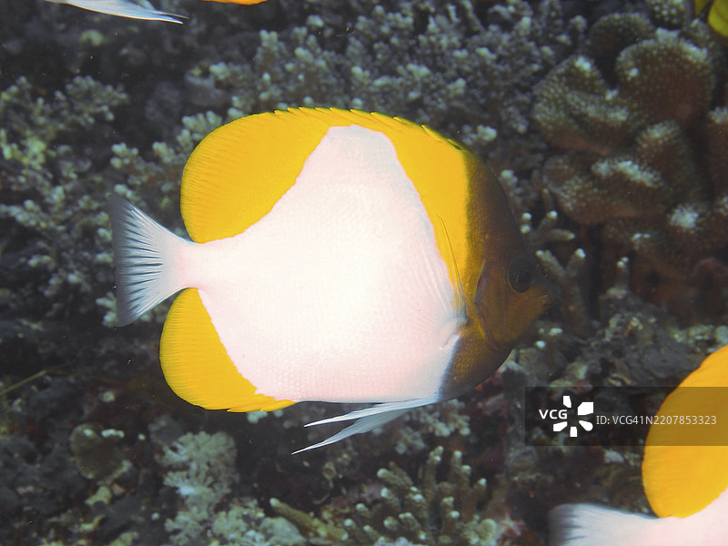 黄色白色花纹的金字塔蝶鱼(Hemitaurichthys polylepis)在密集的珊瑚结构附近,潜水地点:Toyapakeh,努萨塞宁,努萨佩尼达,巴厘岛,印度尼西亚,亚洲图片素材