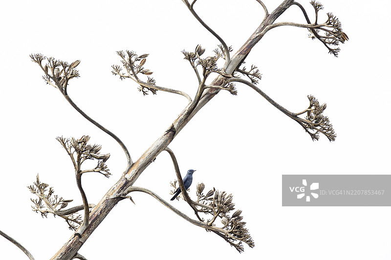 蓝岩鹨（Monticola solitarius）栖息在一株枯萎的龙舌兰花序上，地点：葡萄牙阿尔加维的萨格雷斯，欧洲图片素材