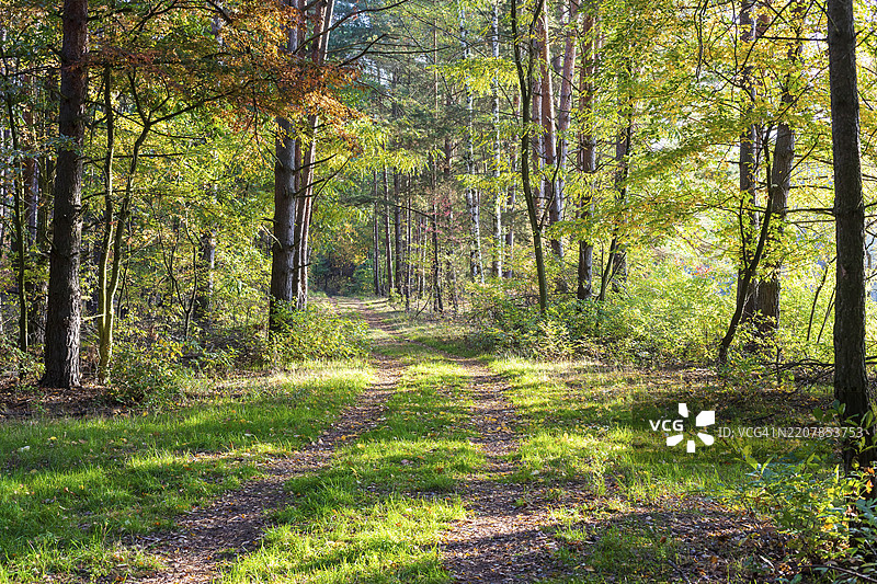 德国萨克森州的科尼格斯布吕克海德秋季森林小径，欧洲图片素材