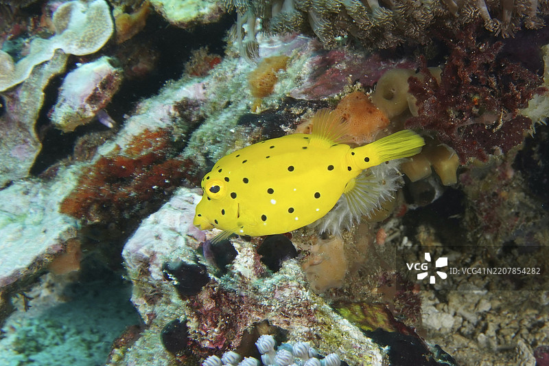 明亮的黄色箱形鱼（Ostracion cubicus），幼鱼，在珊瑚礁中游泳，潜水地点SD，努沙切宁安，努沙佩尼达，巴厘岛，印度尼西亚，亚洲图片素材