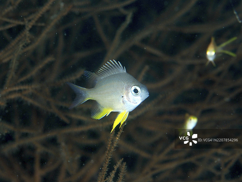 灰色鱼类，带有黄色鳍，金色小丑鱼（Amblyglyphidodon aureus）幼鱼，游弋在软珊瑚前，潜水地点双礁，佩尼亚潘，巴厘岛，印度尼西亚，亚洲图片素材