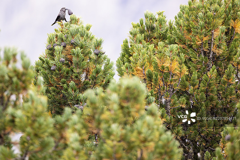 松鸦（Nucifraga caryocatactes）在瑞士松树的树枝上，嘴里叼着松果，阿莱奇森林，瓦莱州，瑞士，欧洲图片素材