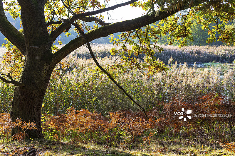 秋季的橡树（栎树）、蕨类植物和芦苇带，位于德国萨克森州的科尼希斯布吕克海德，普尔兹尼茨河旁。图片素材