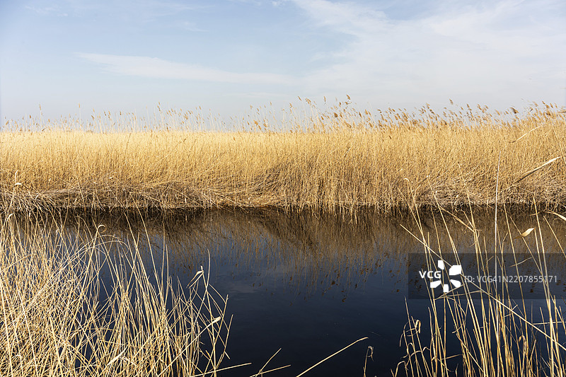 奥地利布尔根兰州伊尔米茨附近的诺伊西德尔湖芦苇带，欧洲图片素材