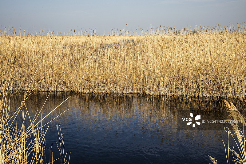 奥地利布尔根兰州伊尔米茨附近的诺伊西德尔湖芦苇带，欧洲图片素材