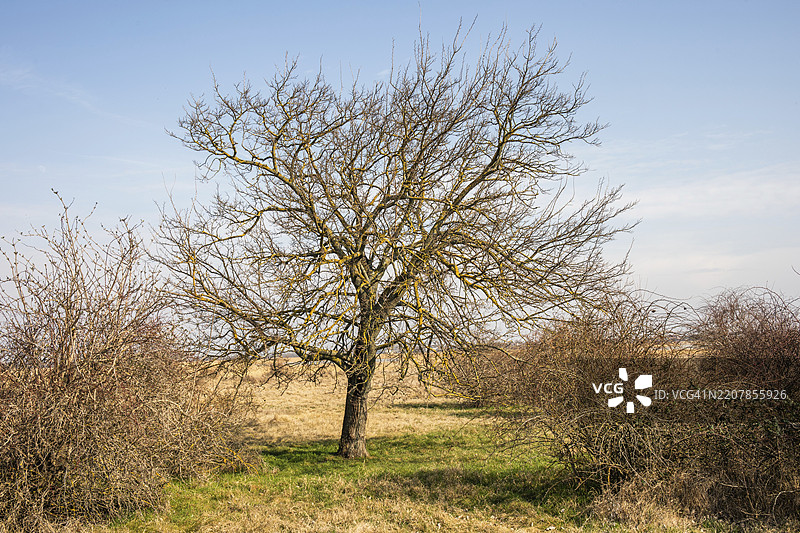春季的卡尔格树，位于奥地利布尔根兰州伊尔米茨附近的西芬克尔国家公园，欧洲图片素材