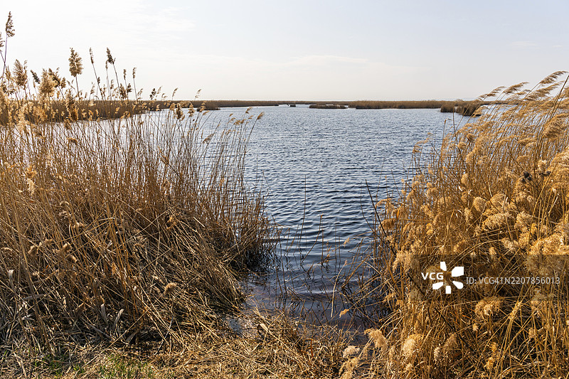 奥地利布尔根兰州伊尔米茨附近的诺伊西德尔湖芦苇带，欧洲图片素材