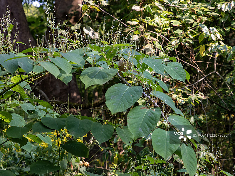 日本结缕草图片素材