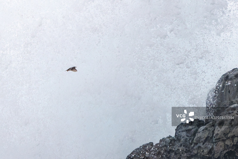美丽的蓝岩鹨（Monticola solitarius，白喉鸲科）起飞。白色的海浪拍打着海岸。图片素材