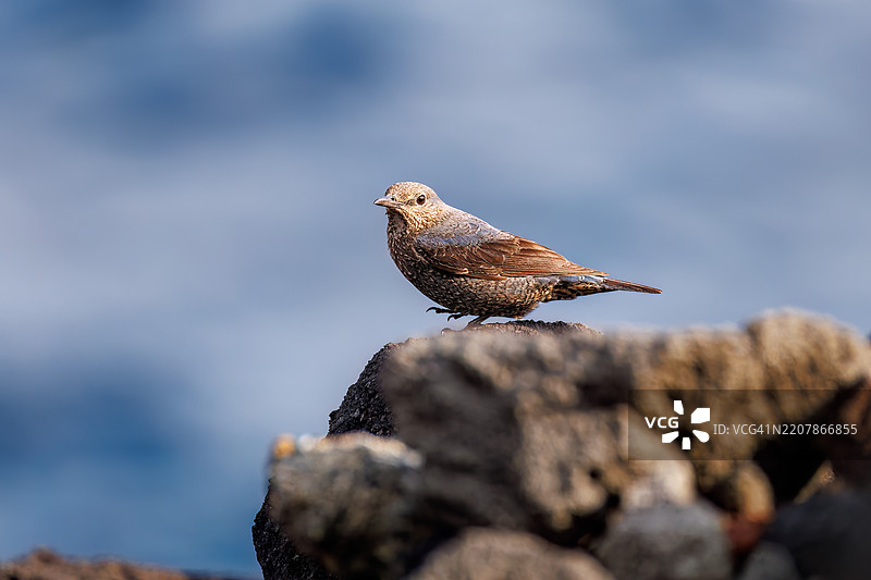 美丽的蓝岩鹨(Monticola solitarius,贝维克的知更鸟科)拍打着翅膀飞出。日出时分的底古港和底古海滩。八丈岛,伊豆群岛,东京 - 2025年3月2日。图片素材