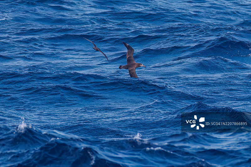 一只巨大的黑脚信天翁（Diomedea nigripes）在海岸外飞翔，翼展超过2米。一只美丽的短尾海燕（Ardenna tenuirostris，鸻科）在水面上出现。图片素材